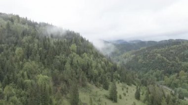 Ukrayna, Karpat Dağları: Güzel dağ ormanları. Hava, düz, gri