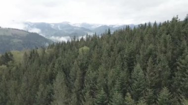 Ukrayna, Karpat Dağları: Güzel dağ ormanları. Hava, düz, gri