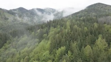 Ukrayna, Karpat Dağları: Güzel dağ ormanları. Hava, düz, gri