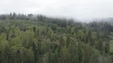 Ukrayna, Karpat Dağları: Güzel dağ ormanları. Hava, düz, gri