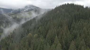 Ukrayna, Karpat Dağları: Güzel dağ ormanları. Hava, düz, gri