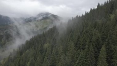 Ukrayna, Karpat Dağları: Güzel dağ ormanları. Hava, düz, gri