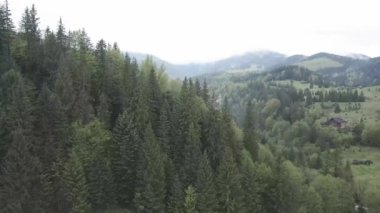 Ukrayna, Karpat Dağları: Güzel dağ ormanları. Hava, düz, gri