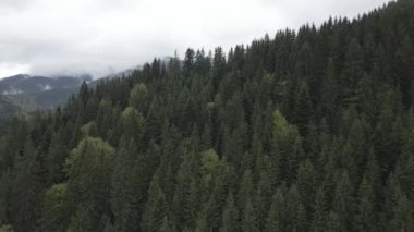 Ukrayna, Karpat Dağları: Güzel dağ ormanları. Hava, düz, gri