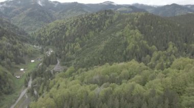 Ukrayna, Karpat Dağları: Güzel dağ ormanları. Hava, düz, gri