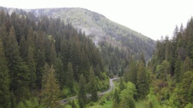 Ukrayna, Karpat Dağları: Güzel dağ ormanları. Hava, düz, gri