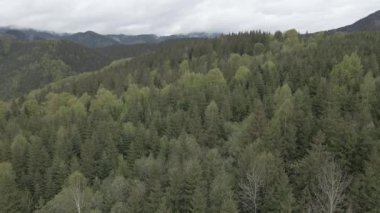 Ukrayna, Karpat Dağları: Güzel dağ ormanları. Hava, düz, gri