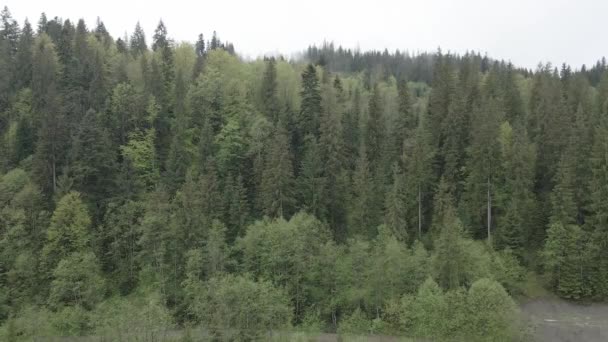 Ukraine, Carpates : Beau paysage de forêt de montagne. Aérien, plat, gris — Video
