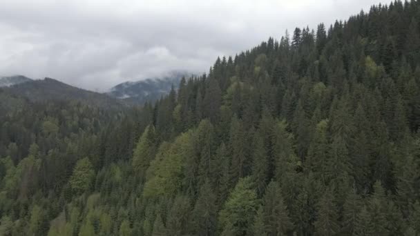 Ucrania, Montañas Cárpatas: Hermoso paisaje forestal de montaña. Aérea, plana, gris — Vídeos de Stock
