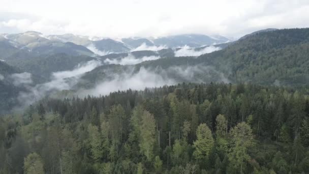 Ukrajina, Karpaty: Krásná horská lesní krajina. Letecký, plochý, šedý — Stock video