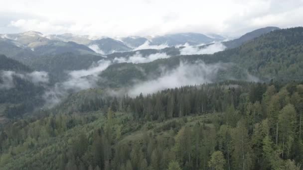 Ucrânia, Montanhas Cárpatas: bela paisagem de floresta montanhosa. Aéreo, plano, cinza — Vídeo de Stock