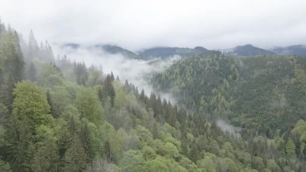 Ucrânia, Montanhas Cárpatas: bela paisagem de floresta montanhosa. Aéreo, plano, cinza — Vídeo de Stock