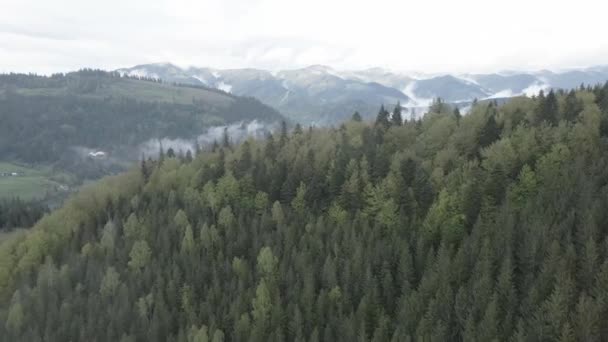 乌克兰喀尔巴阡山脉：美丽的山地森林景观。空中、平面、灰色 — 图库视频影像