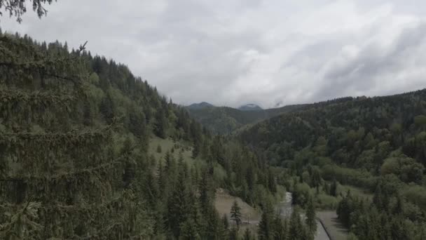 Ukrayna, Karpat Dağları: Güzel dağ ormanları. Hava, düz, gri — Stok video