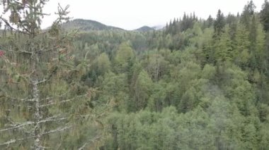 Ukrayna, Karpatya dağları: Ormanda ladin. Havadan. Gri, düz
