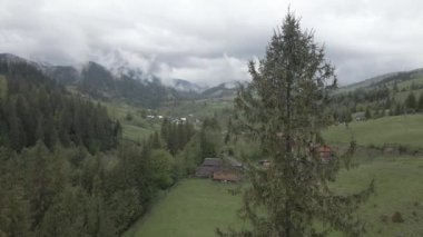 Ukrayna, Karpatya dağları: Ormanda ladin. Havadan. Gri, düz