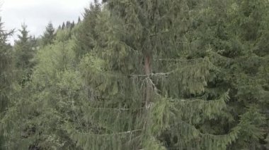 Ukrayna, Karpatya dağları: Ormanda ladin. Havadan. Gri, düz