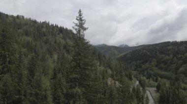Ukrayna, Karpatya dağları: Ormanda ladin. Havadan. Gri, düz