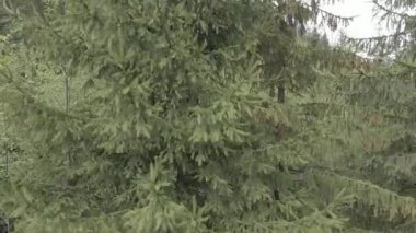 Ukrayna, Karpatya dağları: Ormanda ladin. Havadan. Gri, düz