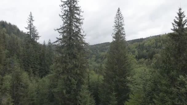 Ukraine, montagnes des Carpates : Épinette dans la forêt. Aérien. Gris, plat