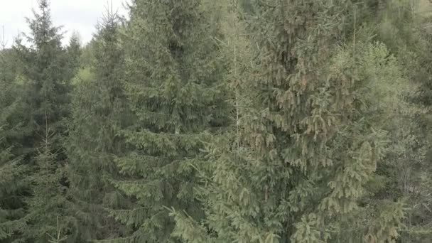 Ucrânia, montanhas dos Cárpatos: Abeto na floresta. Aéreo. Cinza, plano — Vídeo de Stock