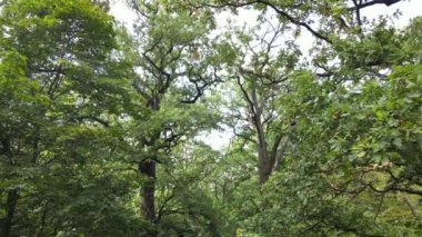 Yazın yeşil ormanın havadan görünüşü. Ukrayna. Yavaş çekim