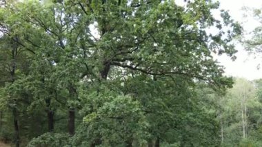 Yazın yeşil ormanın havadan görünüşü. Ukrayna. Yavaş çekim