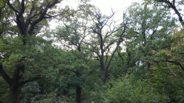 Yazın yeşil ormanın havadan görünüşü. Ukrayna. Yavaş çekim