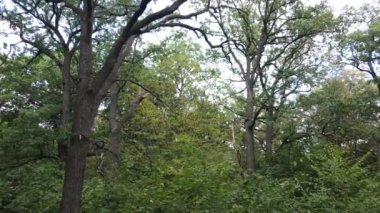 Yazın yeşil ormanın havadan görünüşü. Ukrayna. Yavaş çekim