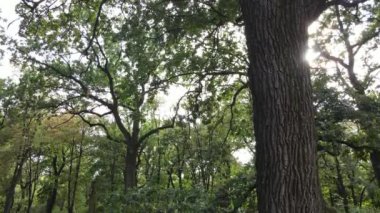 Yazın yeşil ormanın havadan görünüşü. Ukrayna. Yavaş çekim