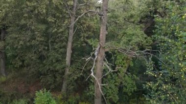 Yazın yeşil ormanın havadan görünüşü. Ukrayna. Yavaş çekim