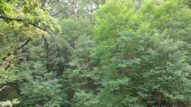 Yazın yeşil ormanın havadan görünüşü. Ukrayna. Yavaş çekim