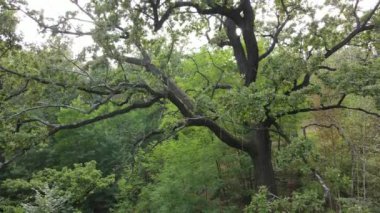 Yazın yeşil ormanın havadan görünüşü. Ukrayna. Yavaş çekim