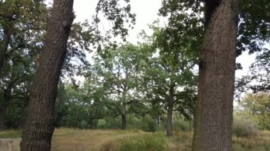 Yazın yeşil ormanın havadan görünüşü. Ukrayna. Yavaş çekim