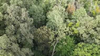 Yazın yeşil ormanın havadan görünüşü. Ukrayna. Yavaş çekim