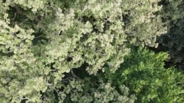 Yazın yeşil ormanın havadan görünüşü. Ukrayna. Yavaş çekim