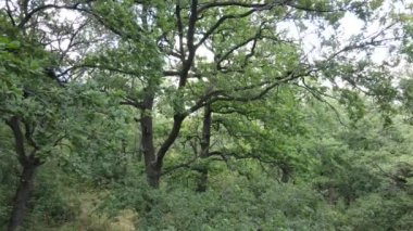Yazın yeşil ormanın havadan görünüşü. Ukrayna. Yavaş çekim