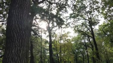 Yazın yeşil ormanın havadan görünüşü. Ukrayna. Yavaş çekim