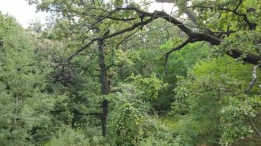 Yazın yeşil ormanın havadan görünüşü. Ukrayna. Yavaş çekim