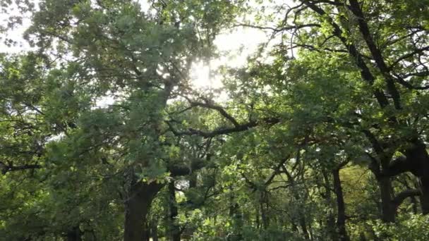 Vista aerea della foresta verde in estate. Ucraina. Rallentatore — Video Stock