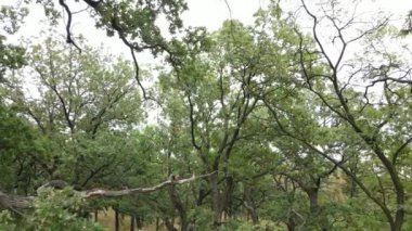 Yazın yeşil ormanın havadan görünüşü. Ukrayna. Yavaş çekim