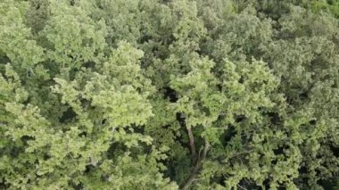 Yazın yeşil ormanın havadan görünüşü. Ukrayna