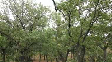 Yazın yeşil ormanın havadan görünüşü. Ukrayna