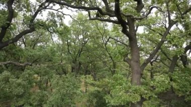 Yazın yeşil ormanın havadan görünüşü. Ukrayna