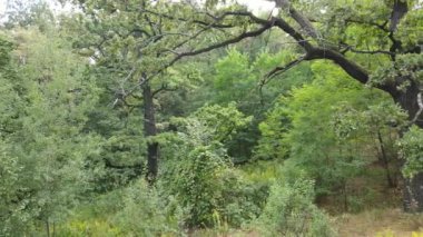 Yazın yeşil ormanın havadan görünüşü. Ukrayna