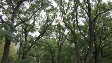 Yazın yeşil ormanın havadan görünüşü. Ukrayna