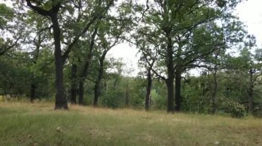 Yazın yeşil ormanın havadan görünüşü. Ukrayna