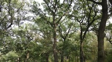 Yazın yeşil ormanın havadan görünüşü. Ukrayna