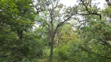 Yazın yeşil ormanın havadan görünüşü. Ukrayna