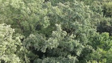 Yazın yeşil ormanın havadan görünüşü. Ukrayna